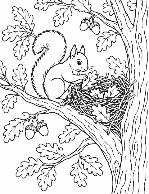 Badger family walking along a forest path coloring page