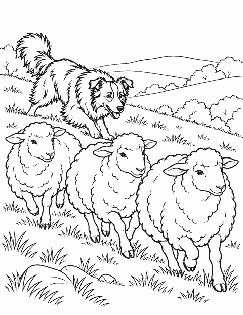 Border collie herding sheep coloring page