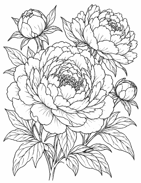 Detailed peony study with layered petals and leaves coloring page