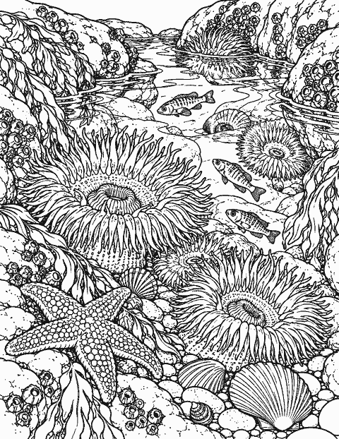 Intricate tide pool with anemones, shells and small fish coloring page