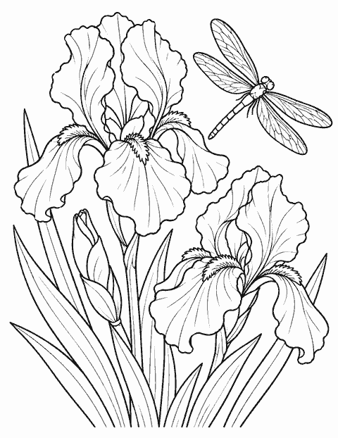 Irises and a dragonfly coloring page