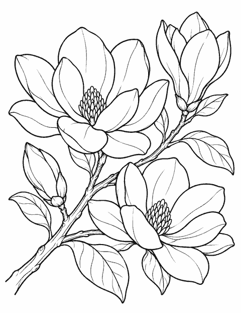 Magnolia branch coloring page