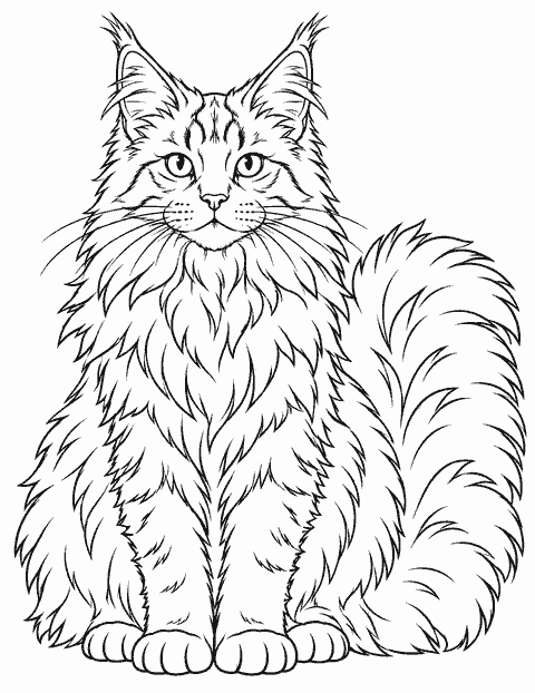 Maine Coon cat with a fluffy tail coloring page