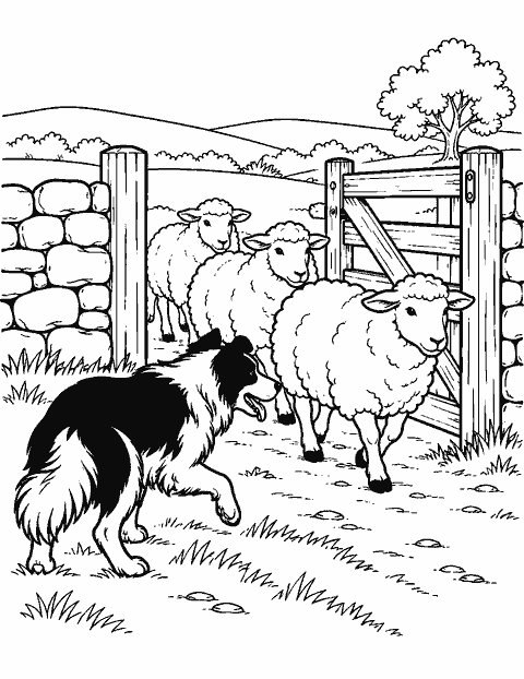 Sheepdog guiding sheep through a gate coloring page
